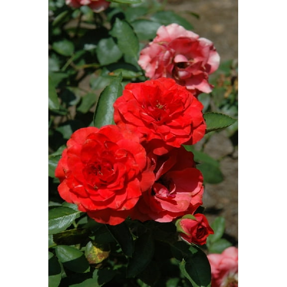Brilliant™ Veranda® Rose - 4" Pot