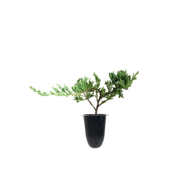 Juniper Bar Harbor - 15 Live Plants - Drought Tolerant Cold Hardy Evergreen