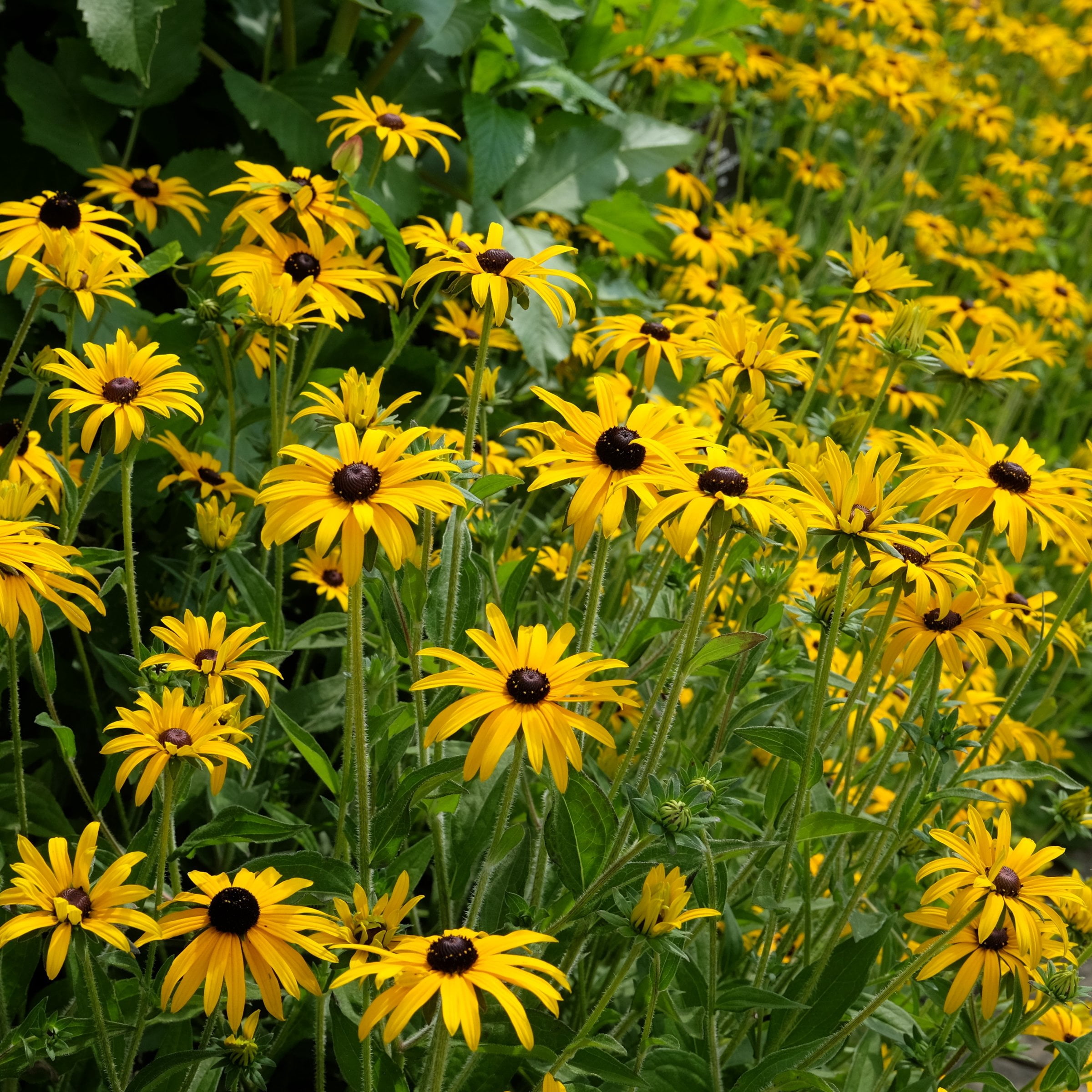 National Plant Network 1 gal. Black Eyed Susan Goldsturm Perennial Plant (8-Pack)