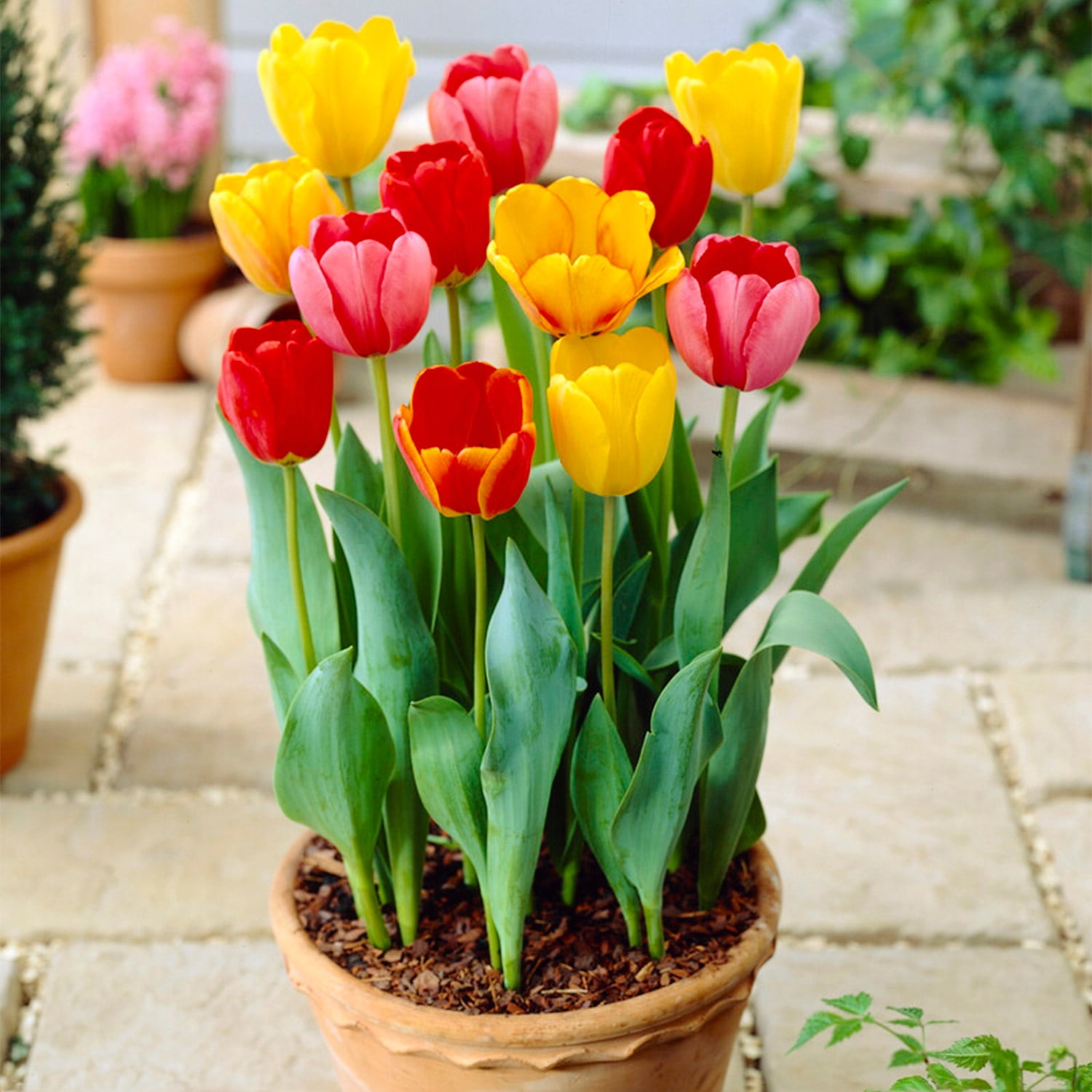 Garden State Bulb Darwin Hybrid Mixed Tulip Flower Bulbs, 12/+ cm (Bag of 250)