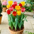 thumbnail image 4 of Garden State Bulb Darwin Hybrid Mixed Tulip Flower Bulbs, 12/+ cm (Bag of 250), 4 of 8