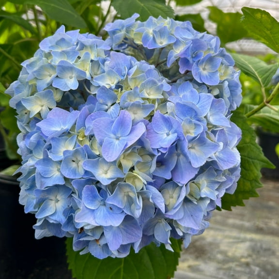 Penny Mac Hydrangea - 3 Gallon Pot, Live Deciduous Shrub, Part Sun, Outdoor