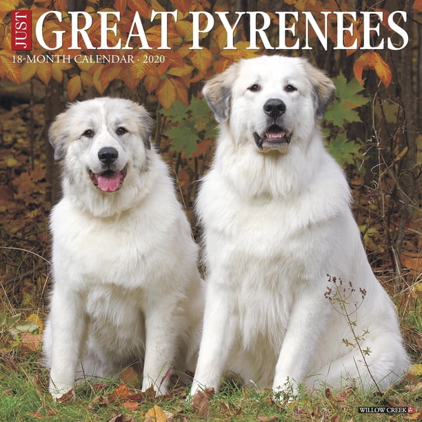 Just Great Pyrenees 2020 Wall Calendar Dog Breed Calendar Other