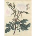 thumbnail image 2 of White Moss Rose, Rosa Muscosa Alba Poster Print By ® Florilegius Mary Evans (24 X 36), 2 of 4