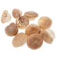 thumbnail image 1 of Adornos Navideños Especiales Tienda Decoración commerce business Fabricación de Suministros Secado Natural BLESIY Artesanías Secas, 1 of 8