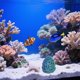 thumbnail image 1 of RUNROTOO Cueva Para Camarones Acuario Fácil Limpieza Azul, 1 of 8