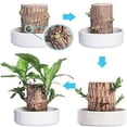 thumbnail image 3 of Direct from the base, Brazilian Lucky Bamboo Plant, Indoor Water Cultivated Desk, 3 of 5