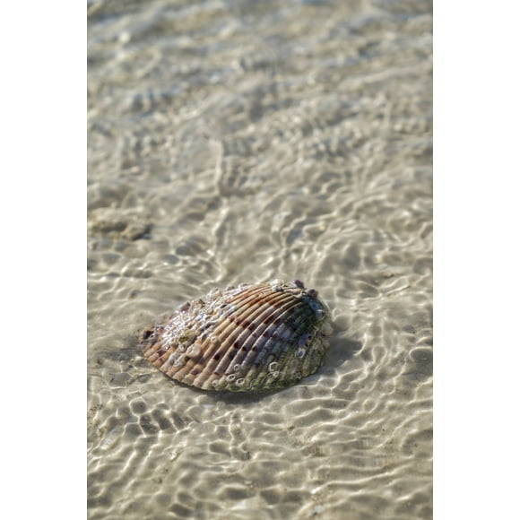 Cockle shell in the water, Honeymoon Island State Park, Dunedin, Florida, USA Poster Print by Lisa Engelbrecht (24 x 36)