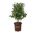 thumbnail image 2 of Southern Living Hello Darlin® Blueberry Live Shrub in 2.5-Quart Grower Pot, 2 of 5