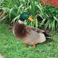 thumbnail image 4 of Duck Decor Realistic Life-like Ornamental Double-sided Printing Rustic Acrylic Garden Poultry Statue for Yard, 4 of 10