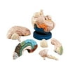 Color-coded Eight-part Brain Model