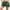 Vivid Green, variant on Charmo Women Swim Shorts Boy Leg High Waisted Swimming Boardshorts Swimwear Bottom