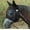 Black, variant on Cashel Quiet Ride Fly Mask Standard Ears Warmblood
