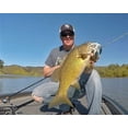 thumbnail image 4 of Strike King Promo Spinnerbait Fire Tiger, Fishing Lure, 4 of 6