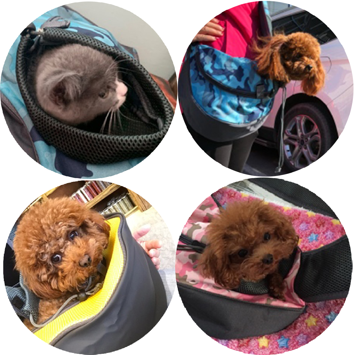 teacup puppy carrier