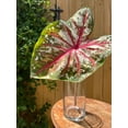 thumbnail image 4 of Blue Buddha Farm: Tapestry Caladium (2 Bulbs) - Easy to Grow Indoor or Outdoor Perennial Plant, 4 of 5