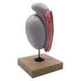 thumbnail image 4 of Human Testicle Model, Three Dimensional, with Hand Painted Details - Mounted on Stand, 9" tall - Eisco Labs, 4 of 8
