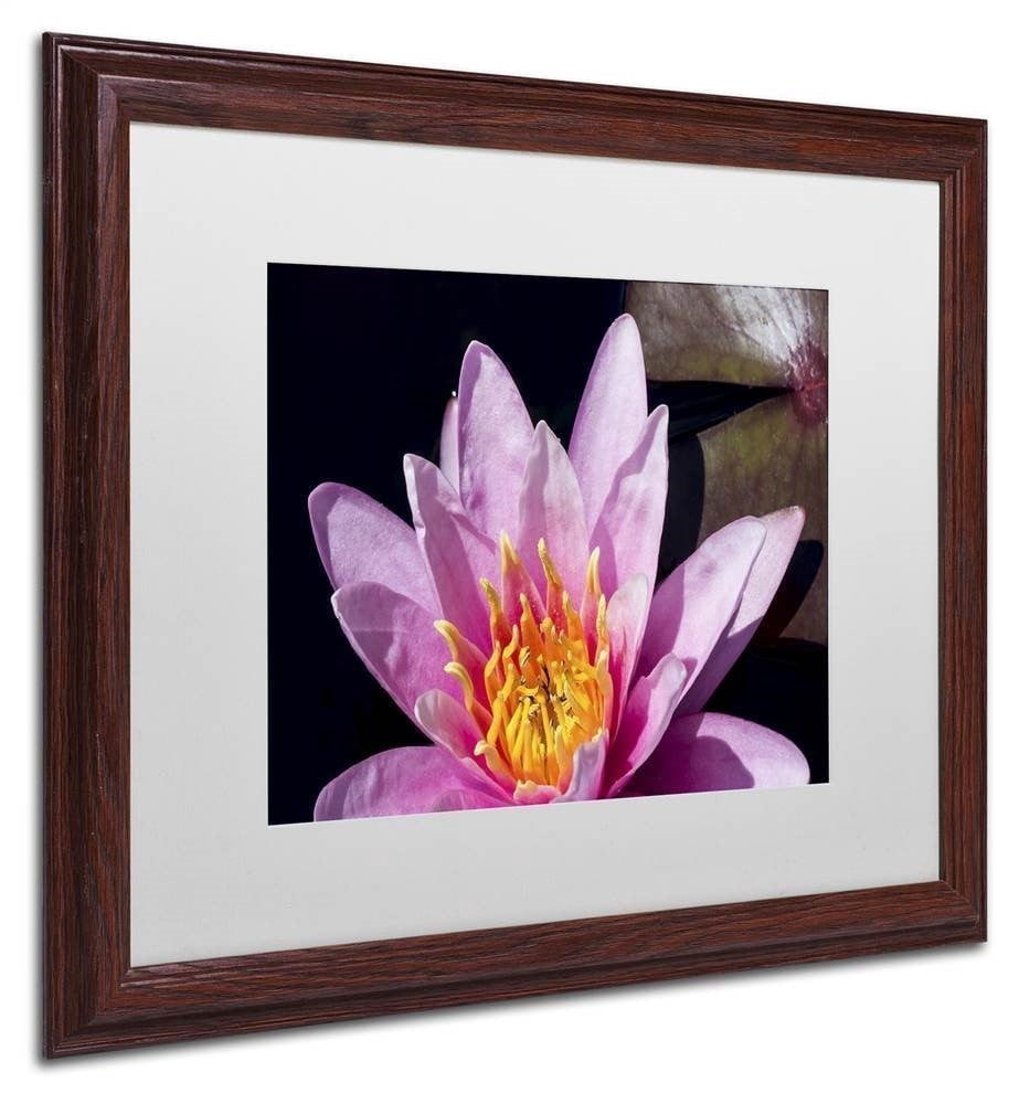 Trademark Fine Art "Pink Water Lily" Canvas Art by Kurt Shaffer, White Matte, Wood Frame