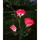 thumbnail image 1 of Luces solares de jardín CM-TOP Rosa Roja Impermeables, 1 of 3
