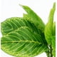thumbnail image 2 of Pecera decorativa de plástico verde acuático artificial, planta de hoja de loto, hierba ondulada, 24cm oso de fresa  Electrónica, 2 of 5