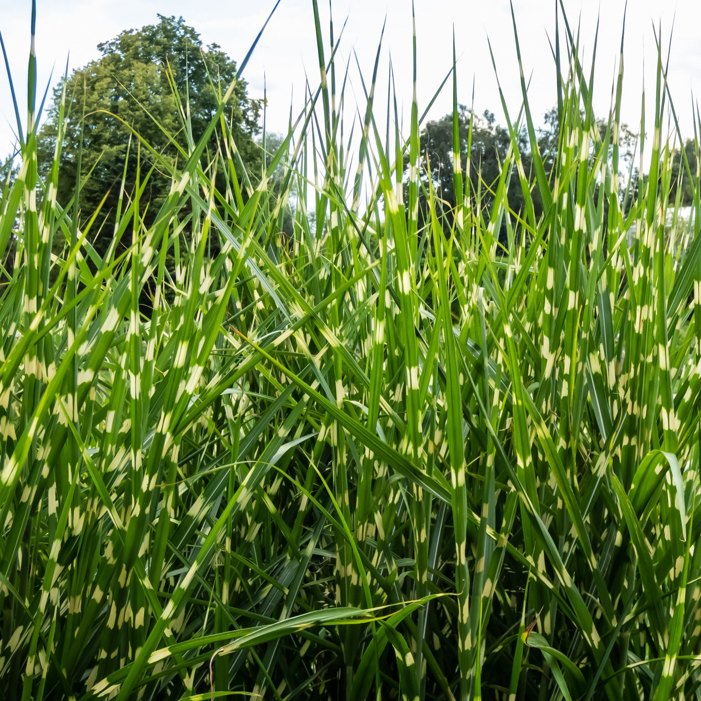4 in. Miscanthus Bandwidth Dwarf Maiden Live Ornamental Grass (3-Pack)