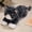 Grey, variant on Premium Stuffed Animal Plush Toy Realistic Cat Plush Animals Cute Kitten Plushies Toy Gifts for Boys and Girls