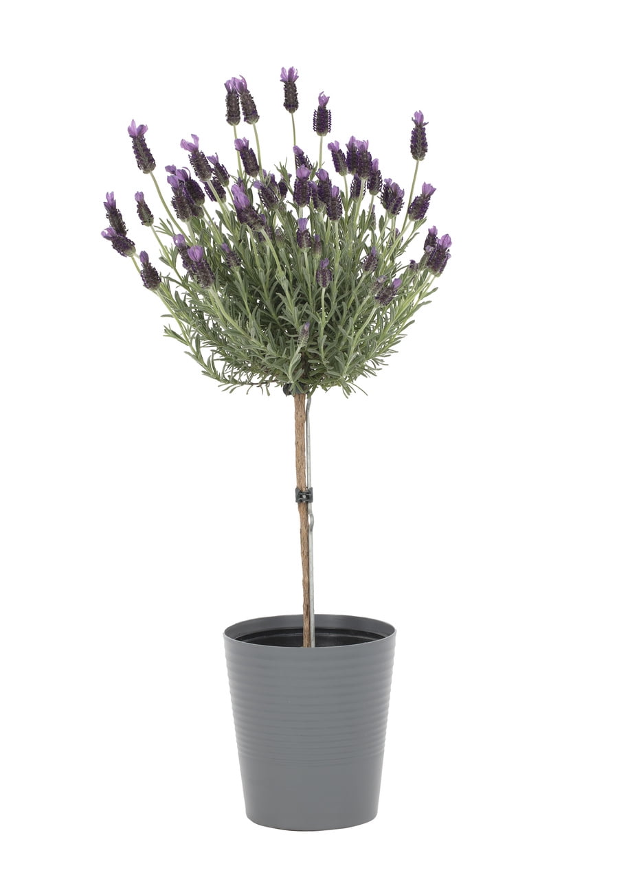 Expert Gardener 2.5QT Purple Lavender Tree Live Plants (1 Pack) with ...
