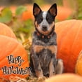 thumbnail image 5 of Collar de nailon para perro, diseño de calabaza, bruja, murciélago, gato, perro, Collar ajustable suave para cachorro, Halloween, Acción de Gracias, 5 of 5