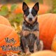thumbnail image 5 of Collar de nailon para perro con diseño de calabaza, bruja y murciélago para Halloween y Acción de Gracias, collar suave y ajustable para cachorros, 5 of 5