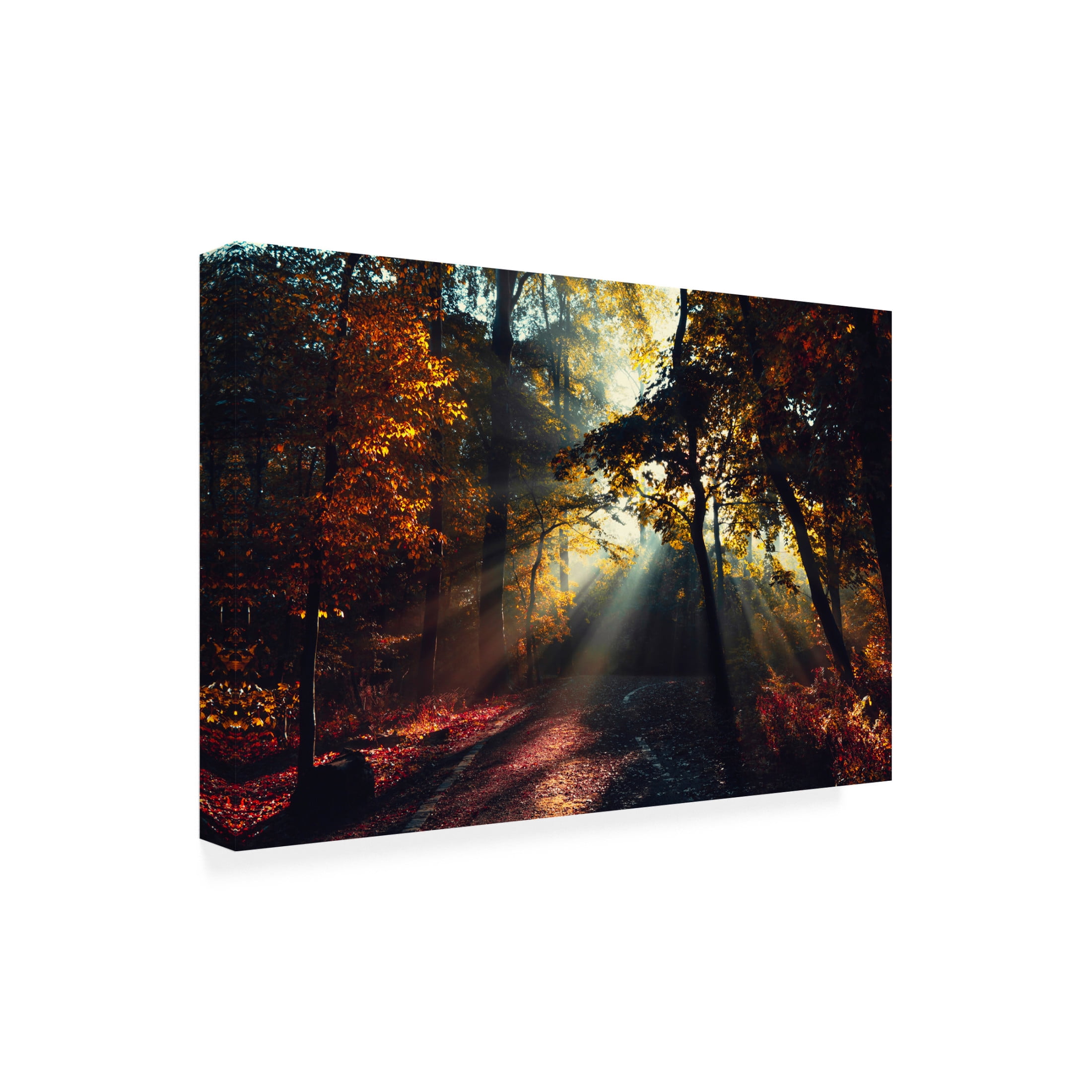 Canvas Wall Art - Dirk Wüstenhagen 'Magic Forest Light' Wall Art for Living Room, Bedroom, or Office Décor by Trademark Fine Art - 32 x 22 Inches