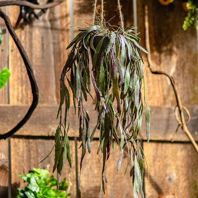 Hanging Aloe Vera in Pot - Walmart.com