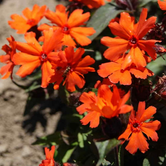 Outsidepride Lychnis Arkwrightii - 2000 Seeds