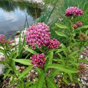 Pink Milkweed Starter Plants, 5-Pack, Full Sun, 4-8 In, Ships No Pot