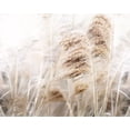 thumbnail image 2 of Weisz, Irene 32x26 White Modern Wood Framed Museum Art Print Titled - Soft Pampas, 2 of 4