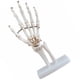 thumbnail image 2 of Modelo de esqueleto de mano humana, modelo de simulación de articulación de la mano, material educativo, 2 of 7