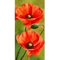 thumbnail image 2 of Villa, Luca 18x32 Gold Ornate Wood Framed with Double Matting Museum Art Print Titled - Poppies in the wind II, 2 of 4