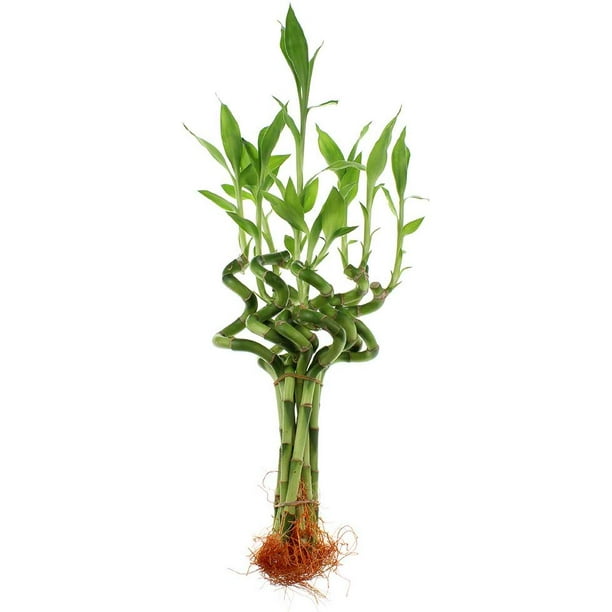 Live Lucky Bamboo 6Inch Spiral Bamboo Total Height 10" Bundle of 5