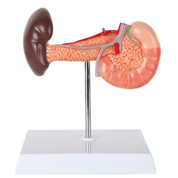 Axis Scientific Spleen, Pancreas and Duodenum Anatomy Model - Detailed Lymphatic System Anatomy Model for Gastroenterologists, Lympologists, Medical Students - Durable and Realistic