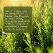 Pure Body Naturals 100% Pure Rosemary Essential Oil, 1 Fl. Oz.