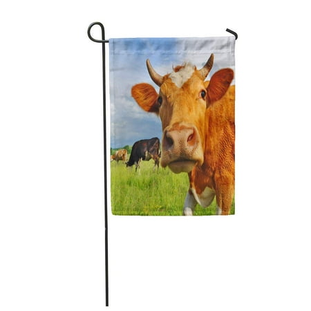 Patio Beef SIDONKU Livestock Head of Cow Against Pasture Grazing Beef Husbandry Garden Flag Decorative Flag House Banner 28x40 inch ()