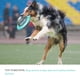 thumbnail image 5 of Dog Planet Juguete interactivo Alimentador lento Rompecabezas IQ Treat Ball, Dispensación d Abanopi Bola de comida lenta, 5 of 7