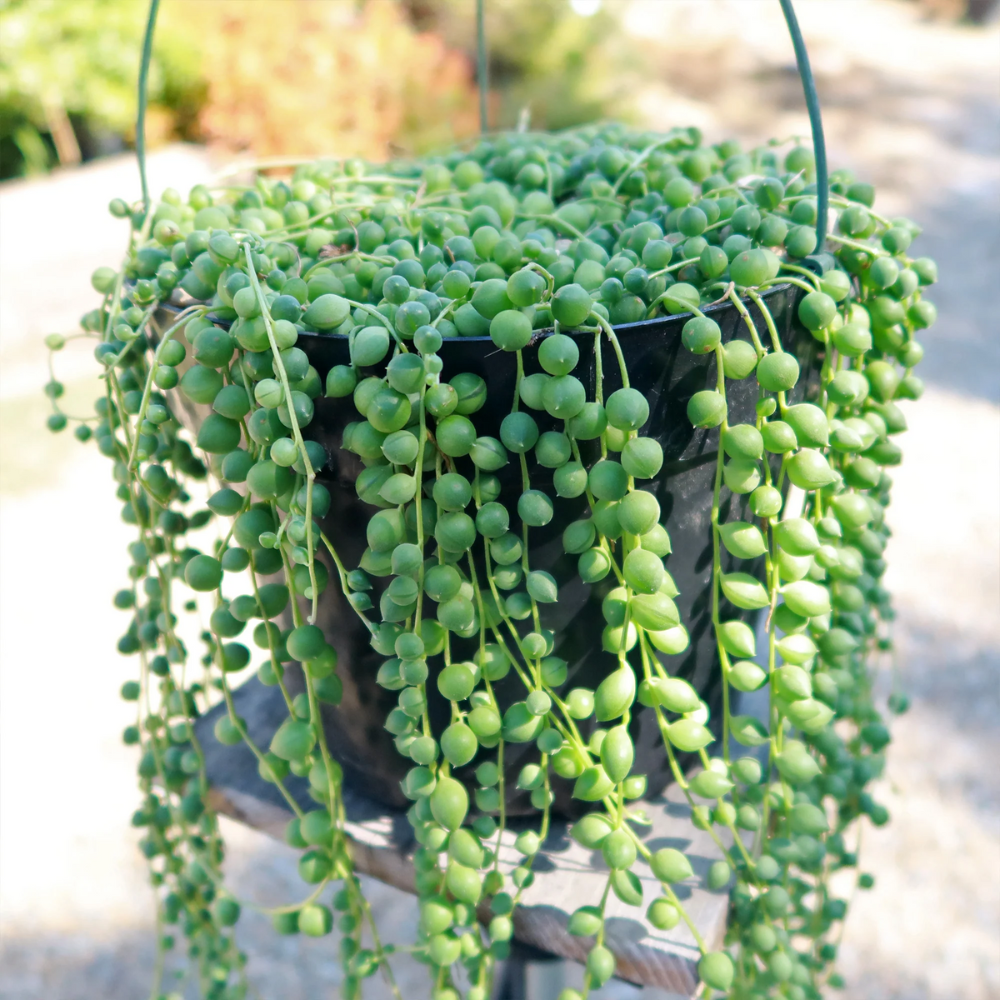 String of Pearls Plant Live, Hanging Succulent Live Plant, Trailing Succulent, Indoor Houseplant, In 2" Pot