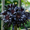 thumbnail image 4 of Aeonium Black Rose Plant Live, Ornamental Succulent Live Plant, Grown 6" Pot, Come In Bareroot Without Pot, 4 of 5