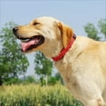 thumbnail image 3 of ORUYROP Glittering Basic Dog Collar, Comfy & Durable Dog Collar for Small Medium Large Dogs with Eco-Friendly Plastic Buckle, Adjustable Stylish Nylon Dog Collars, Fit Necks: 9.8-22.4‘‘ (L,, 3 of 7