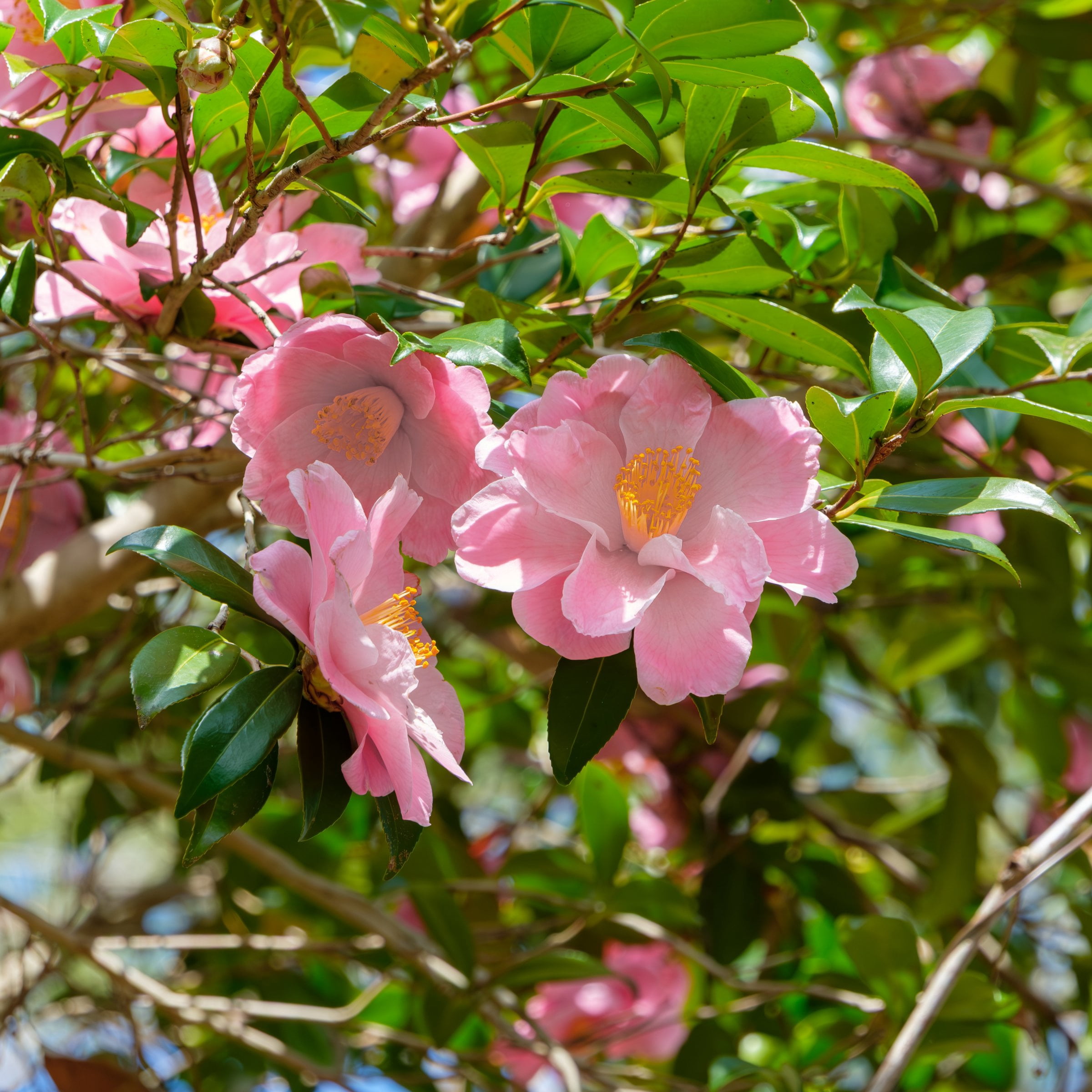 National Plant Network 1 gal. Camellia Japonica April Remembered Shrub