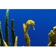 thumbnail image 2 of Highsmith, Carol 24x17 Black Ornate Wood Framed with Double Matting Museum Art Print Titled - Seahorse, 2 of 4