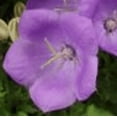 thumbnail image 4 of Rapido Blue Carpathian Bell Flower - Quart Pot - Campanula, 4 of 4