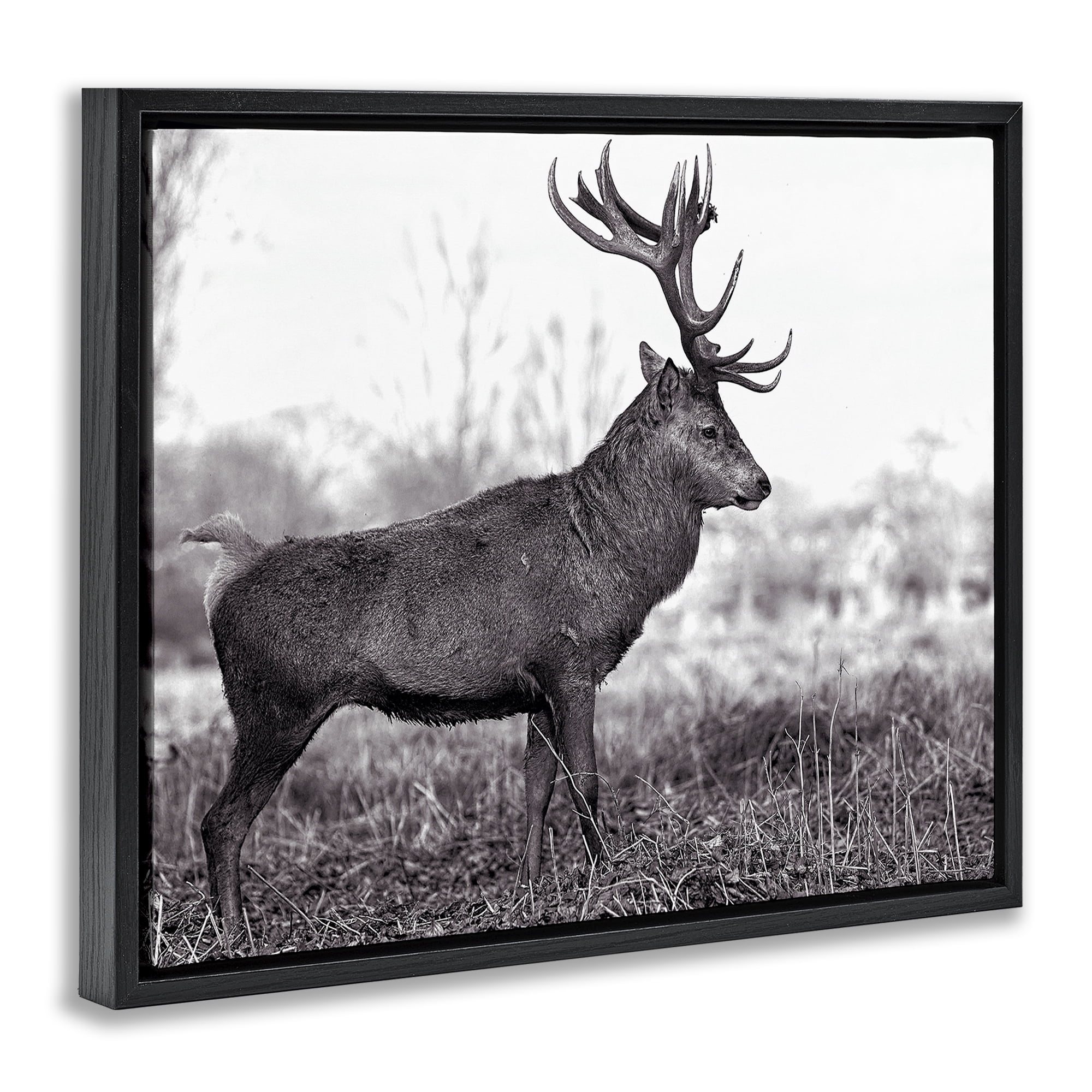 Stupell Industries Elk in Peaceful Forest Animals & Insects Photography Black Floater Framed Canvas Art Print Wall Art, 21 x 17