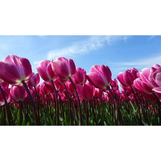 Holland Bulb Tulips Spring Tulip Bulbs12 Inch By 18 Inch Laminated