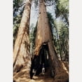 thumbnail image 2 of CafePress - Giant Sequoia - White Shot Glass, Unique and Funny Shot Glass, 2 of 2